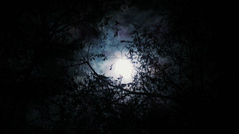 looking up to the moon on the sky as seen through silhouetted leafy branches, moon through leafy branches 4k