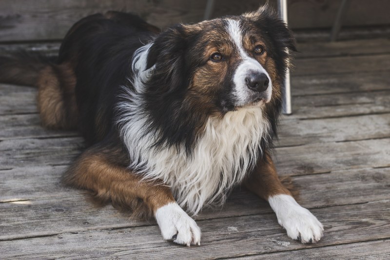 animal pet dog and border collie 4k