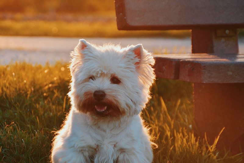 dog animal puppy and pet 4k