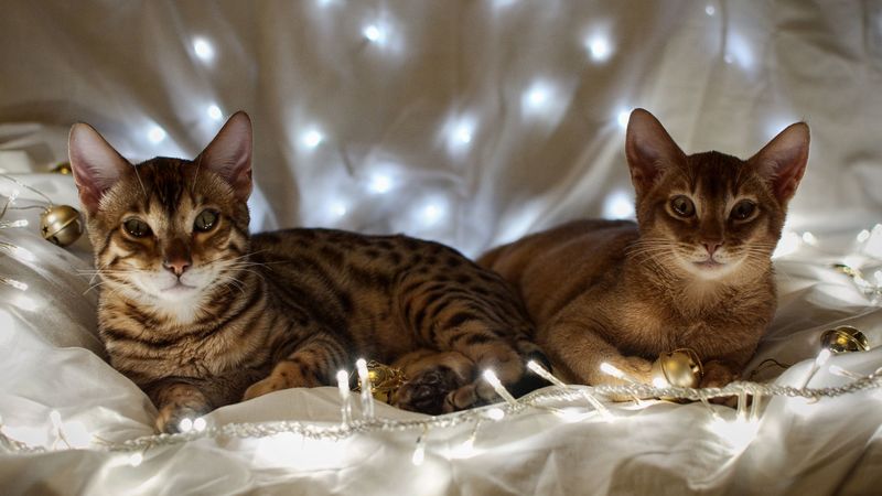 kittens, garland, fabric, lay, 4k