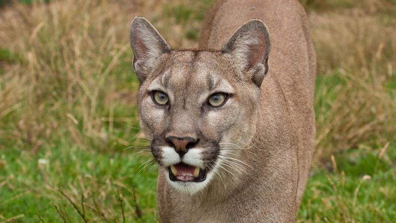 cougar, face, teeth, 4k