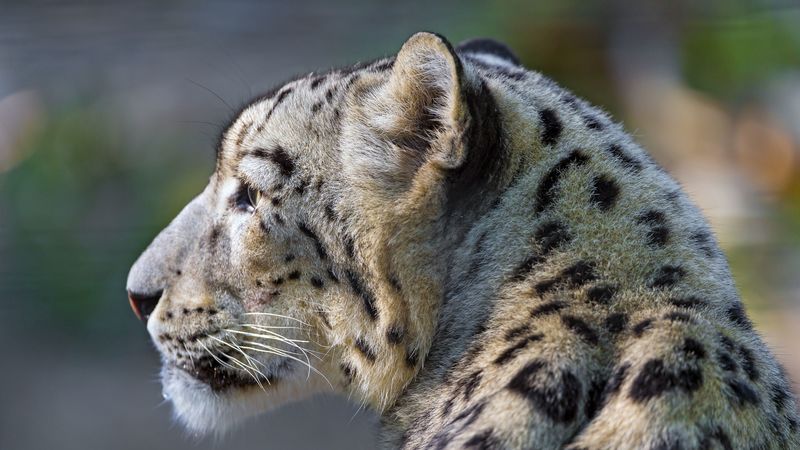 snow leopard, look, profile, 4k