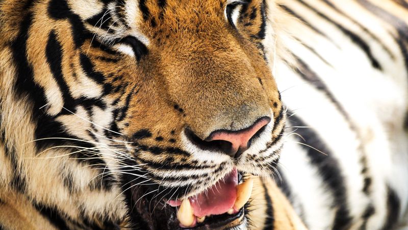 tiger, face, teeth, nose, 4k
