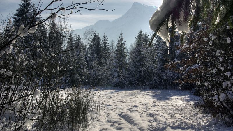 winter, forest, trees, snow, 4k
