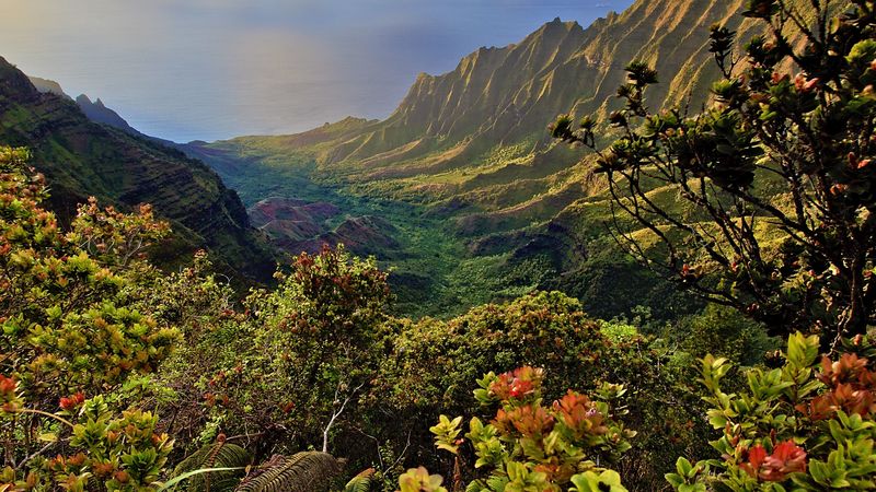 mountains, plants, shrubs, landscape, 4k
