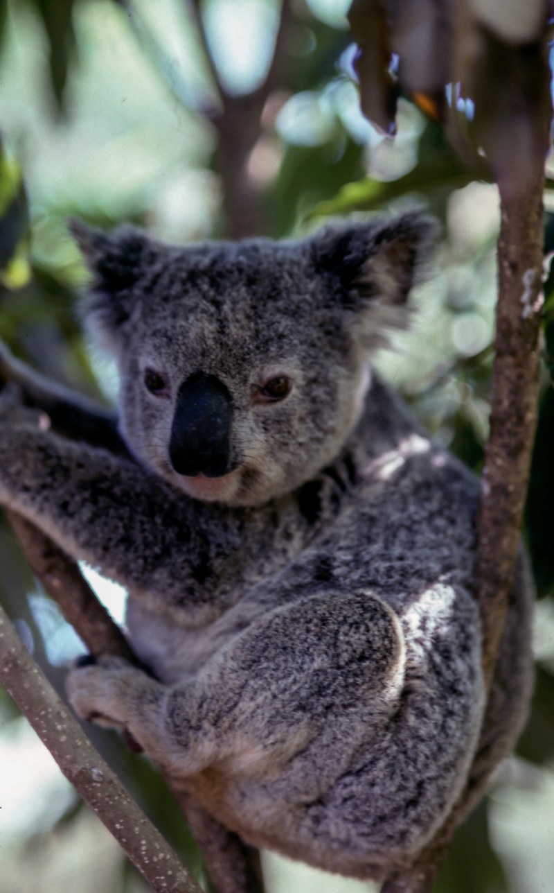 koala bear sitting in branches relaxing in the sunlight, koala bear sunlight 4k