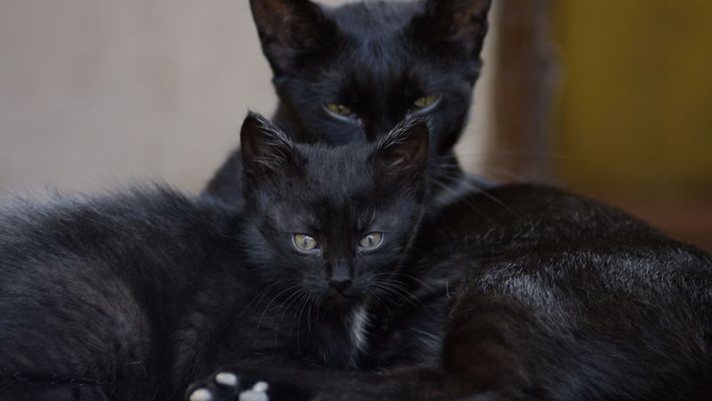 black cats, family, kitten, look, 4k