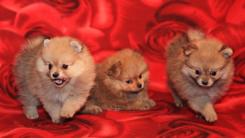 puppies, dogs, three, playful, 4k