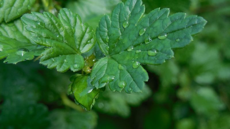 macro, gooseberries, drops, 4k