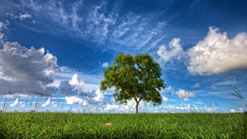 field, sky, tree, 4k