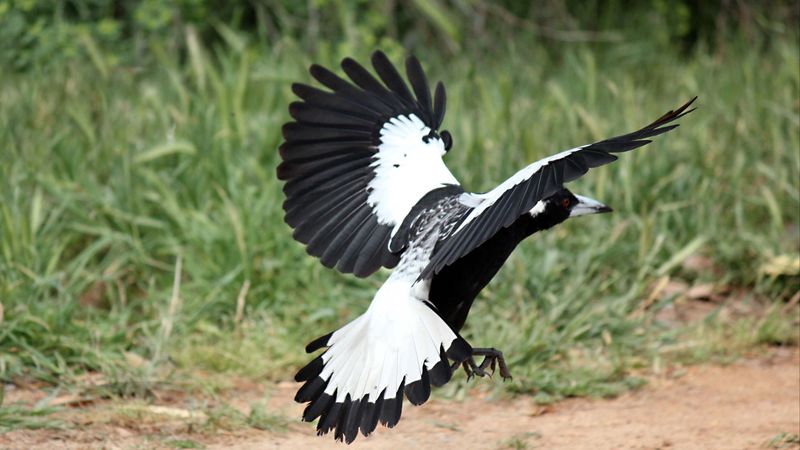 bird, swing, grass, 4k
