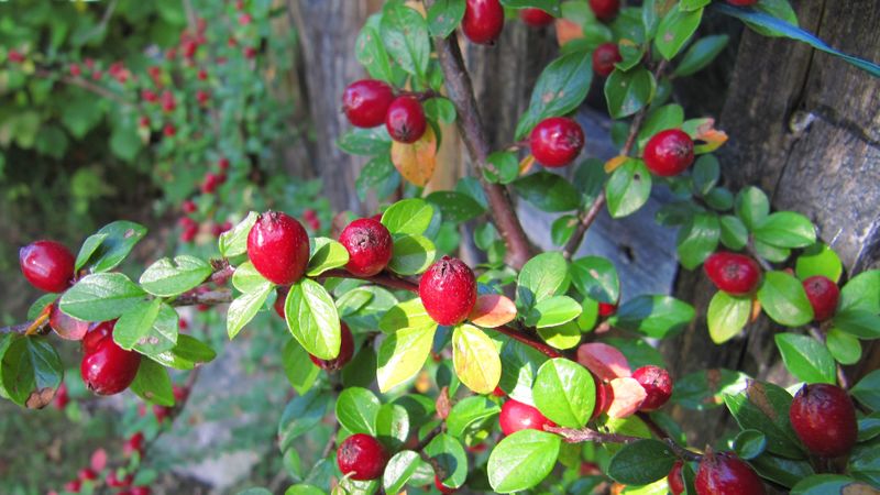 berries, shrubs, nature, 4k