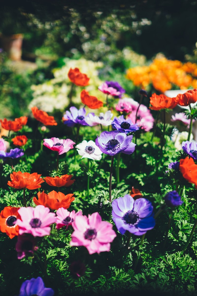 colorful flowers and stems in botanical garden in spring in daytime, botanical spring daytime 4k