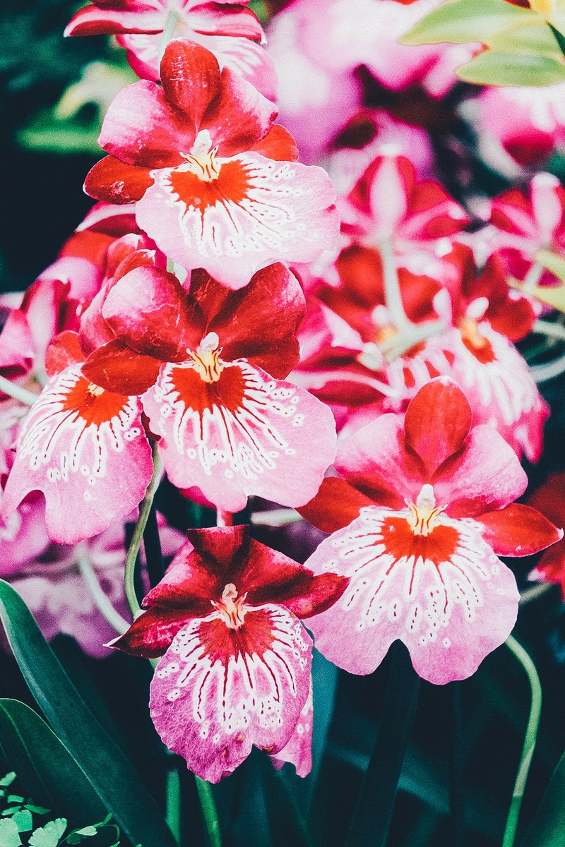 petal floral plant and pink hd, 4k