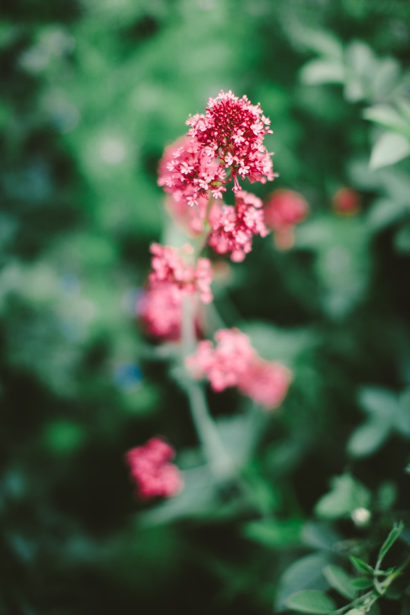 flower botany gardening and bouquet hd, 4k