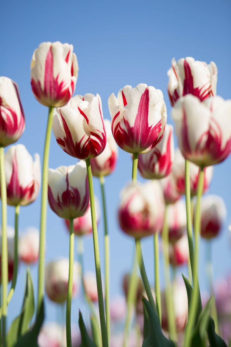tulip flower pink and white hd, 4k