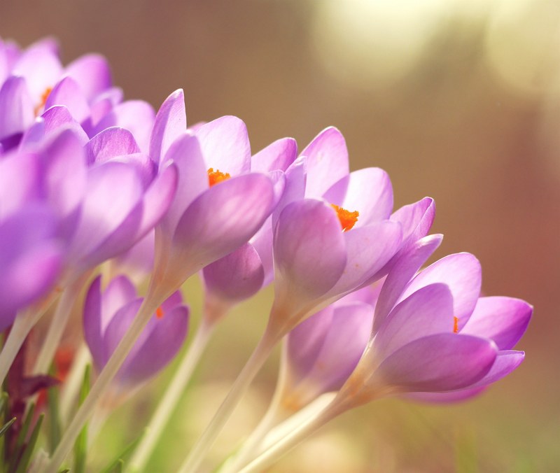 a close up view of purple flowers outside, _purple flower macro image 4k