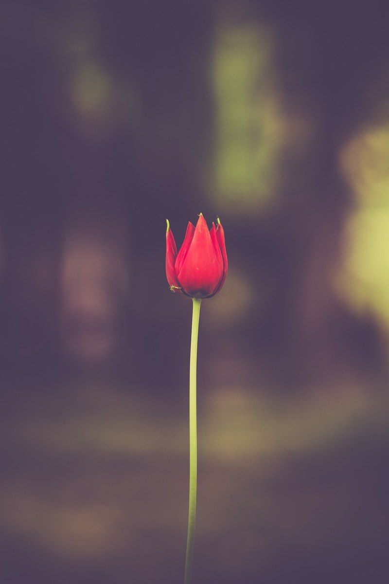 red flower tulip and petal hd, 4k