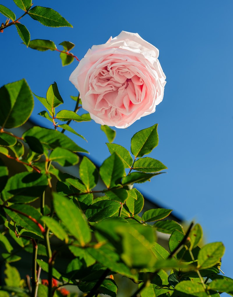 flower rose pink and petal hd, 4k