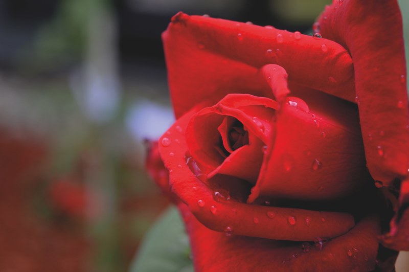 valentin red flower and rose 4k