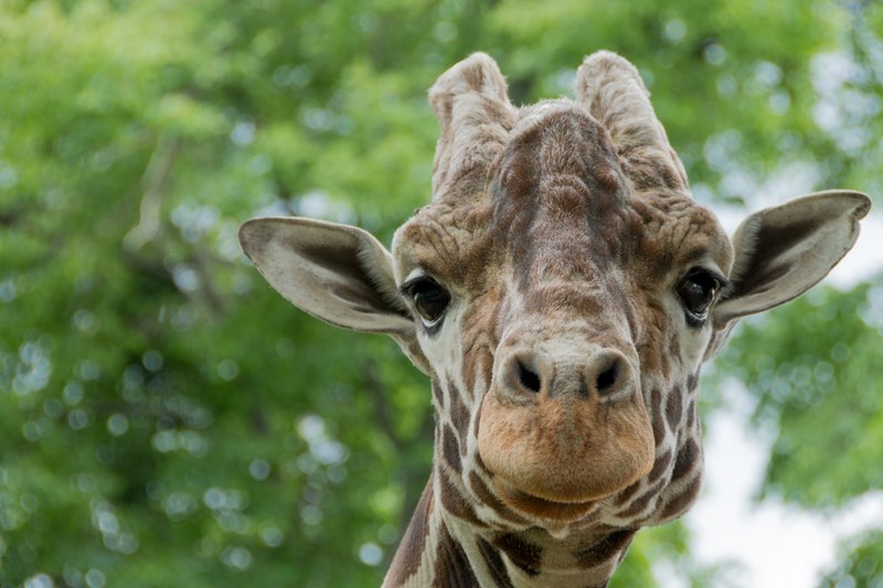 giraffe portrait animal and nature 4k