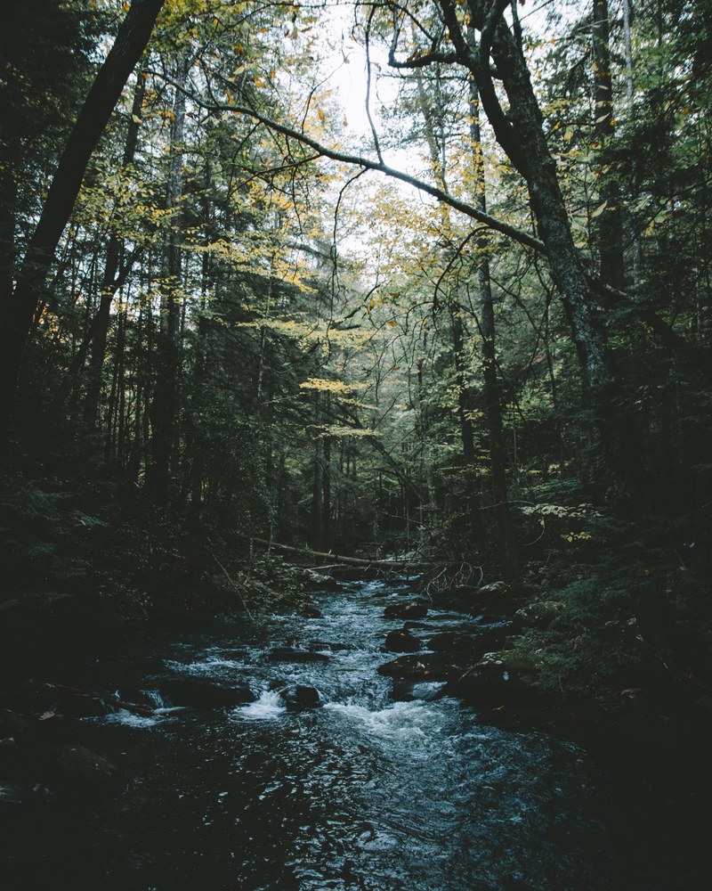 forest woodland river and stream hd, 4k