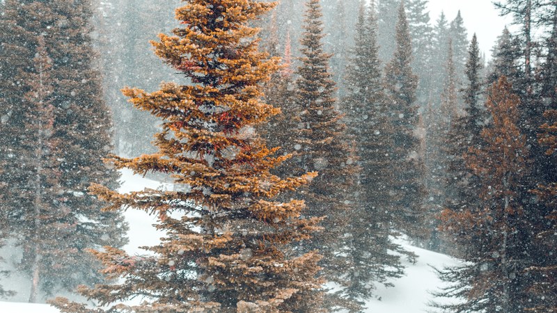 snowshoeing expedition 06 4k