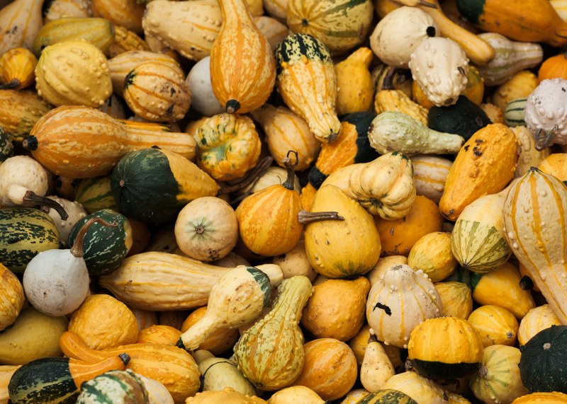 a pile of mostly yellow squash and gourds, basket of winter squash 4k