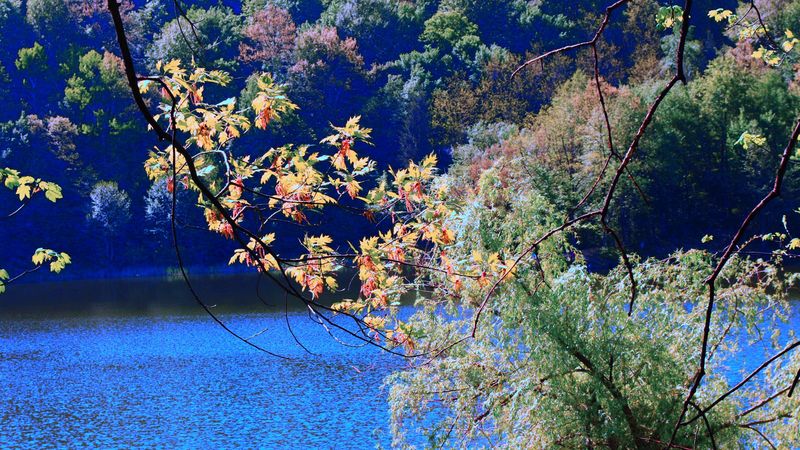 river, trees, branches, nature, 4k