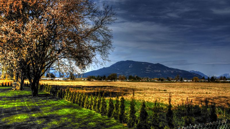 field, trees, landscape, 4k