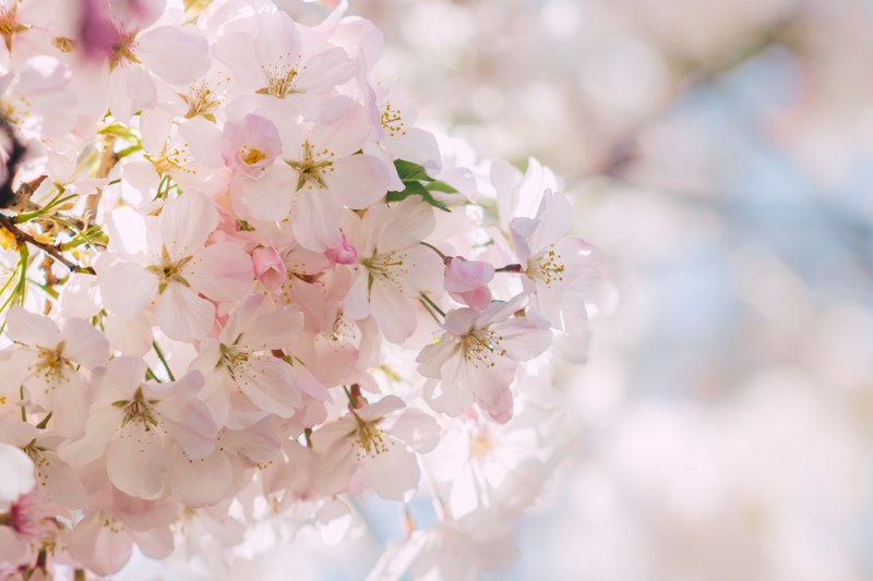 close up of a cluster of light pink blossom, pale pink blossom 4k