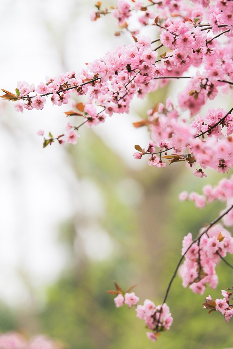 pink 4k