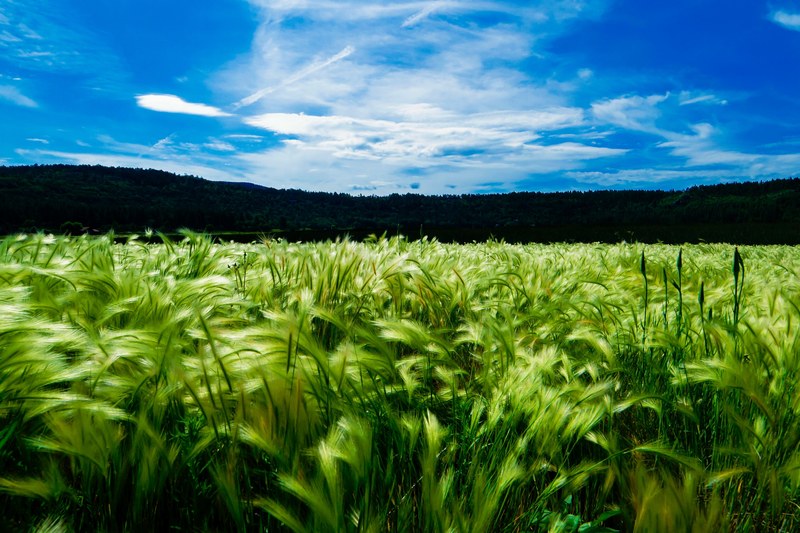 rural agriculture features farmland of healthy growing wheat at stoneman lake, rural wheat farming at stoneman lake 4k