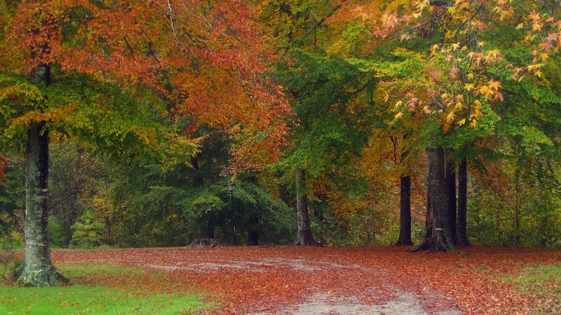 autumn, road, trees, landscape, 4k