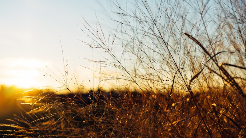 macro golden hour view of a bush with an out of focus horizon during sunrise or sunset at lexington, macro bush shot during golden hour 4k