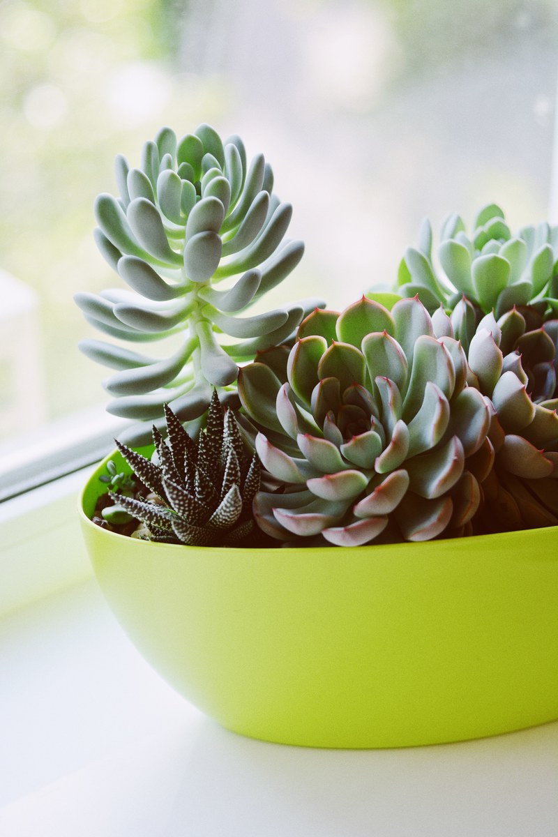 nature succulent flower and vsco hd, 4k