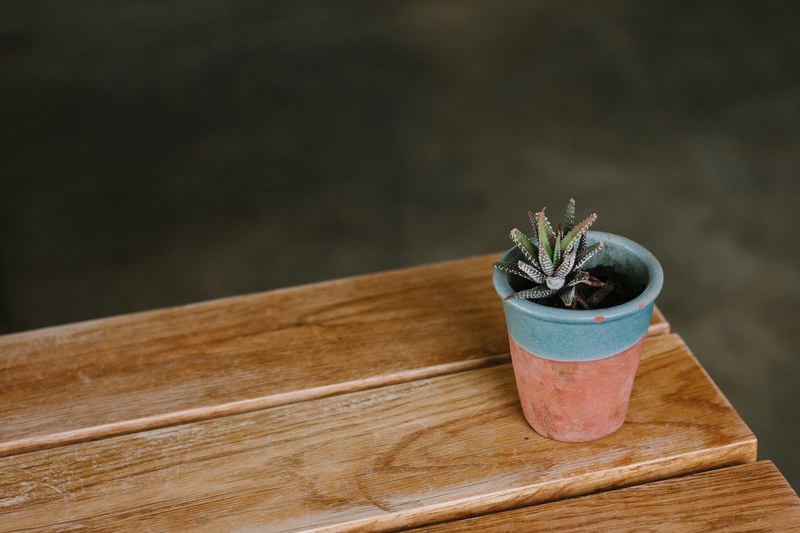 succulent plant plant pot and cactus 4k