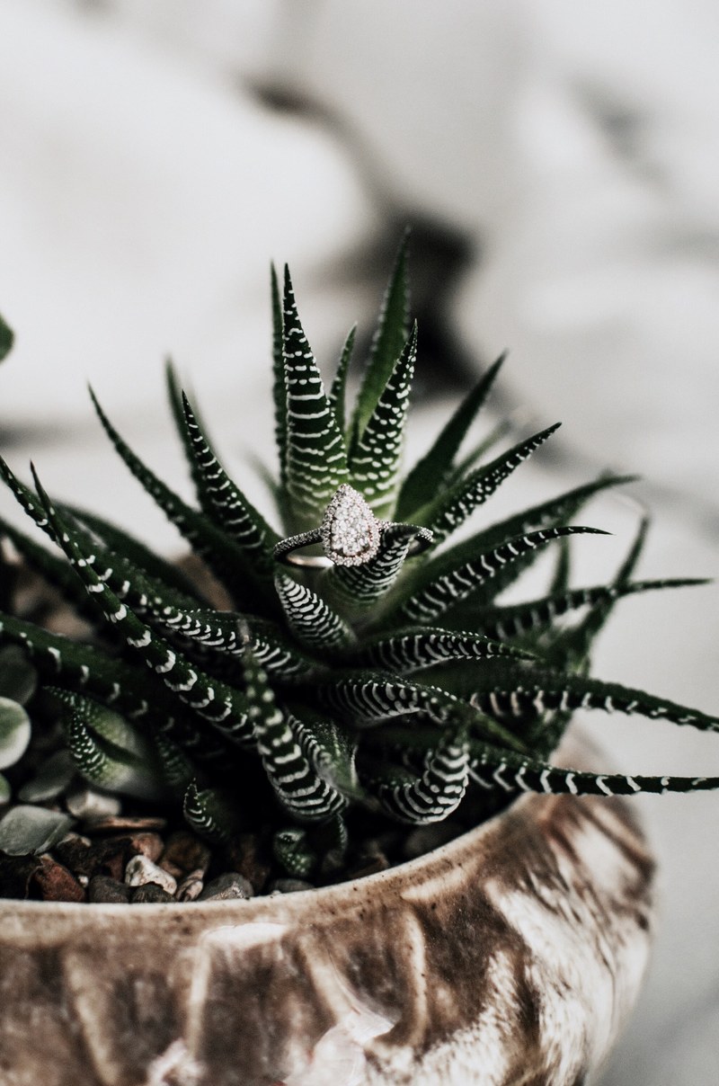succulent plant green and stripes hd, 4k