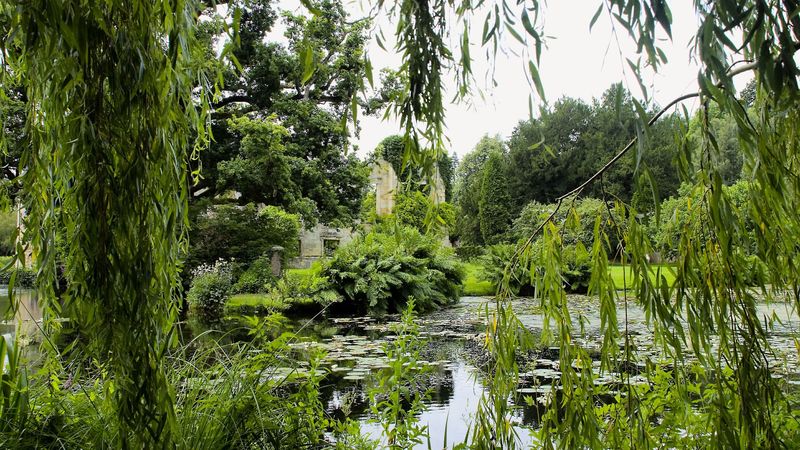 park, pond, trees, branches, landscape, 4k