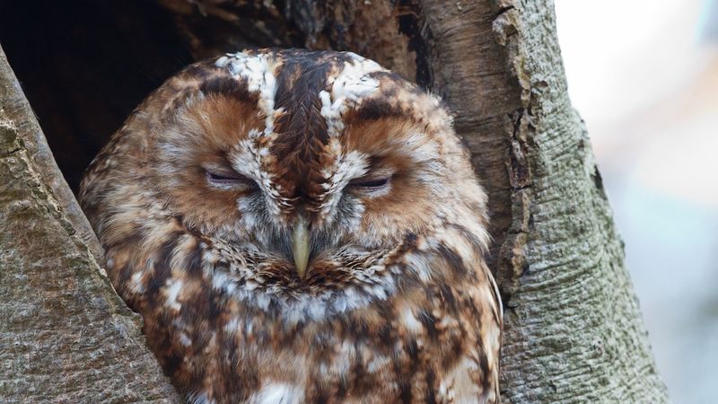 owl, bird, dream, brown, 4k