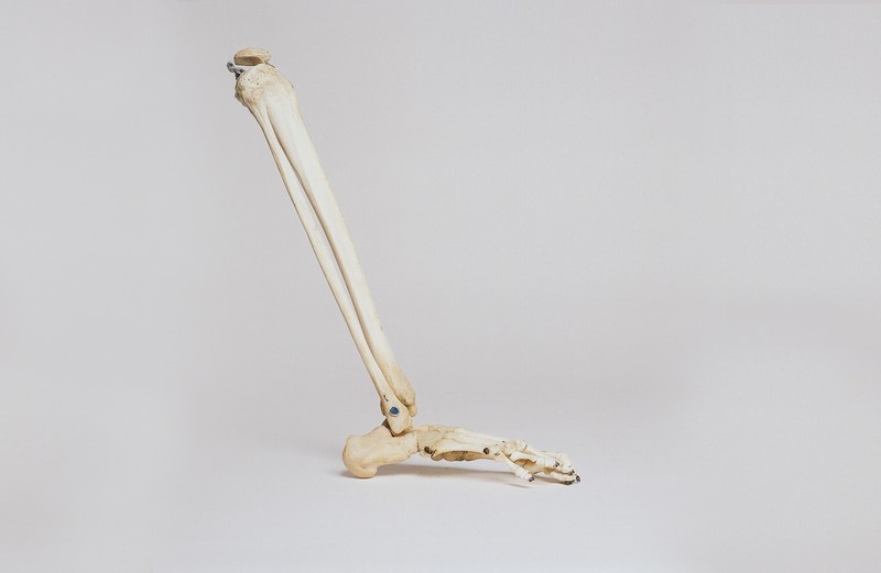 tibia and fibula bone 4k