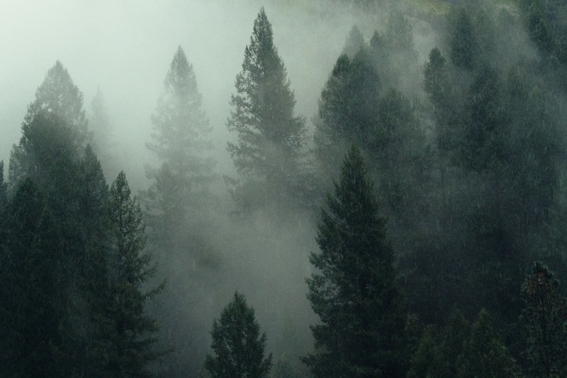 into the forest 4k