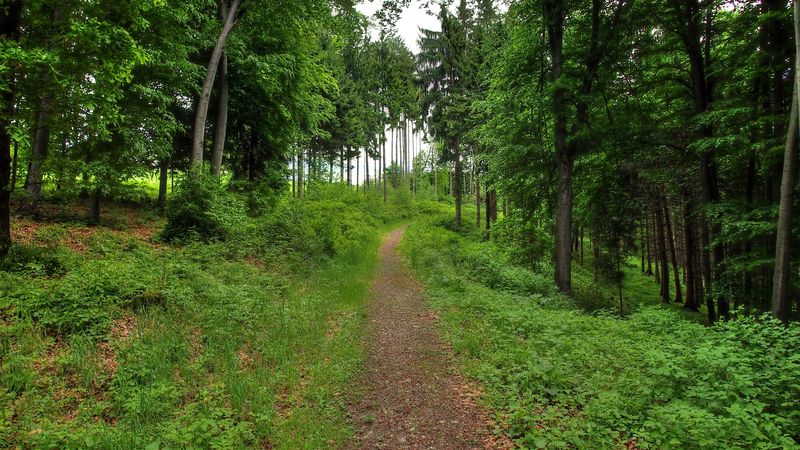 forest, path, landscape, 4k