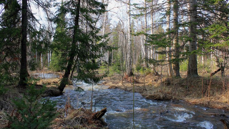 forest, trees, river, flow, landscape, 4k