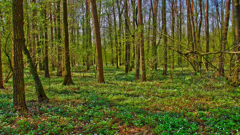 forest, trees, landscape, 4k