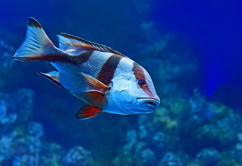 red emperor 4k