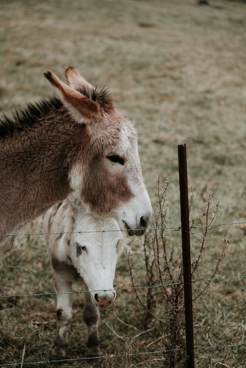 donkey animal fence and wire hd, 4k