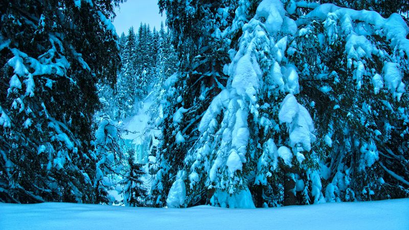 winter, trees, spruce, snow, landscape, 4k