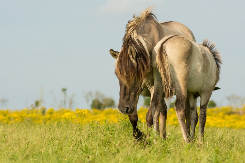 oostvaardersplassen the netherland and horse 4k