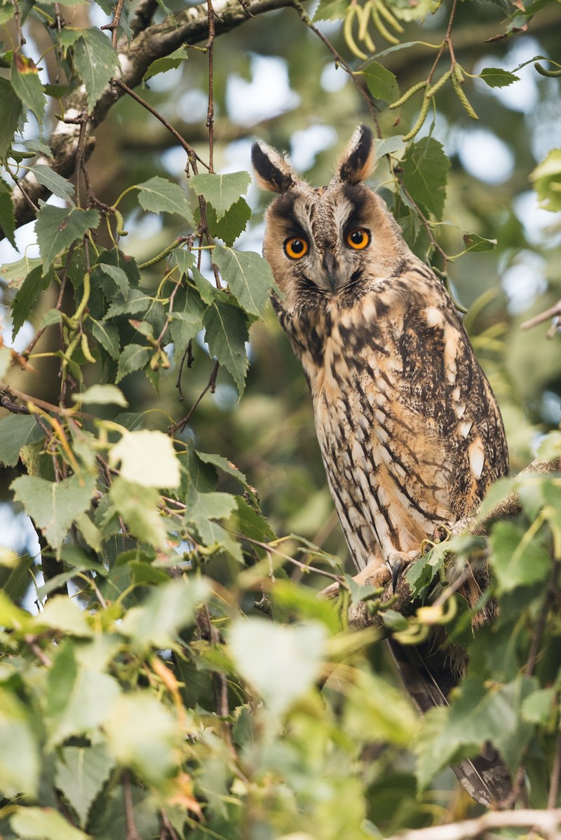 posing long eared owl 4k